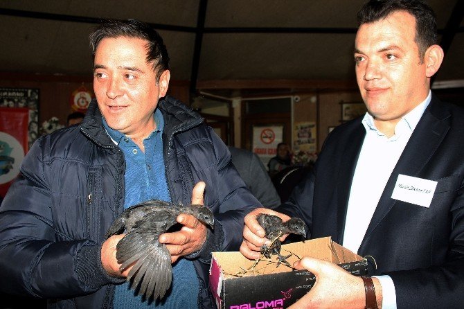 Araba Fiyatına Tavuk