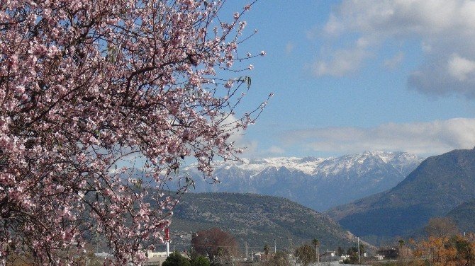 Antalya’da Bahar Habercisi Bademler Çiçek Açtı