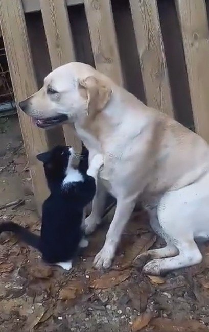 Kedi Ve Köpeğin Şaşırtan Dostluğu
