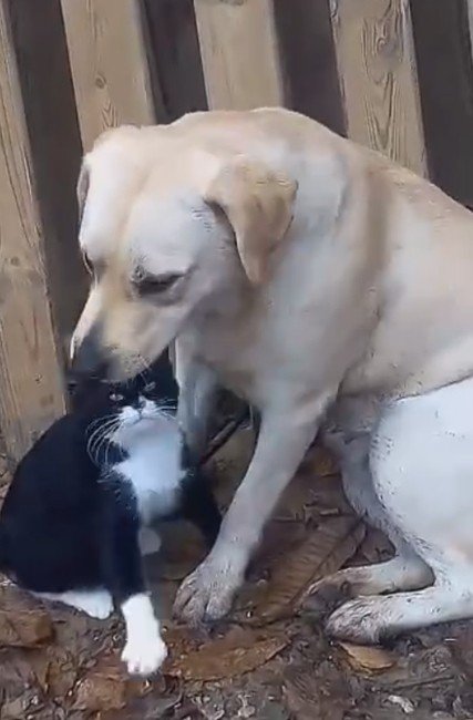 Kedi Ve Köpeğin Şaşırtan Dostluğu