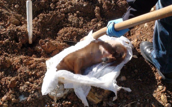 Mezarlık Yanına Gömülen Köpek Yavrusu Polisi Alarma Geçirdi