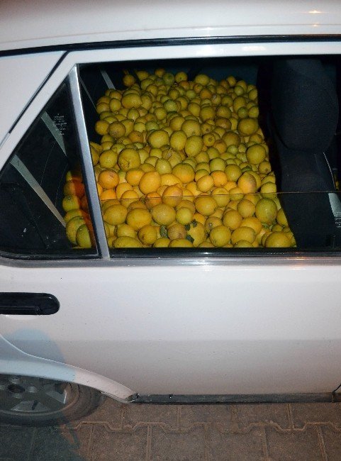 Fiyatı Fırlayan Limona Hırsızlar Dadandı