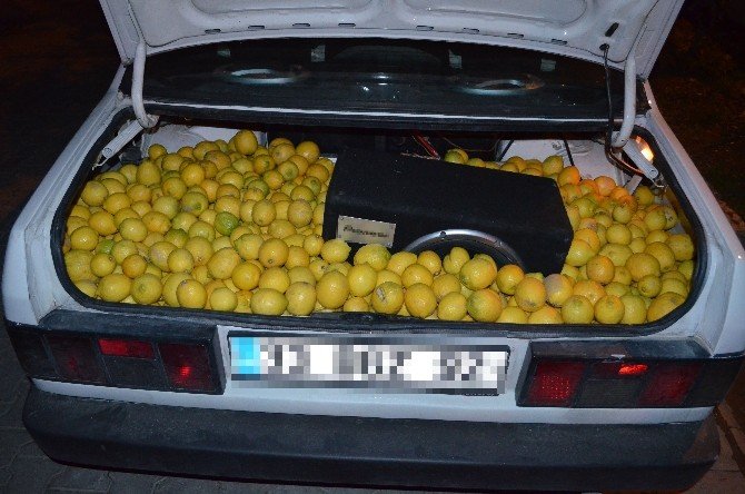 Fiyatı Fırlayan Limona Hırsızlar Dadandı