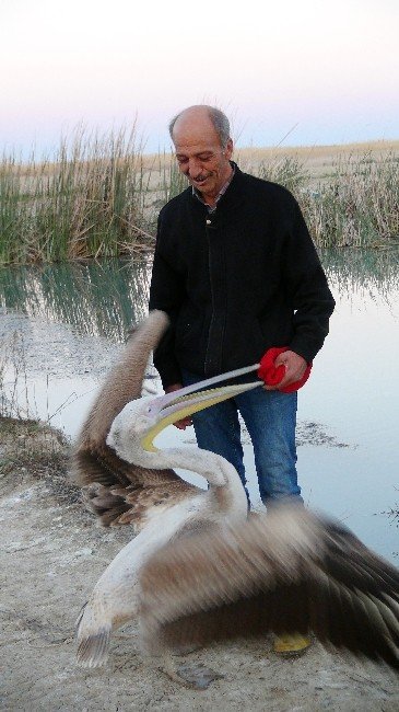 Pelikan “Turan” İle Sahibinin Dostluğu Kıskandırıyor