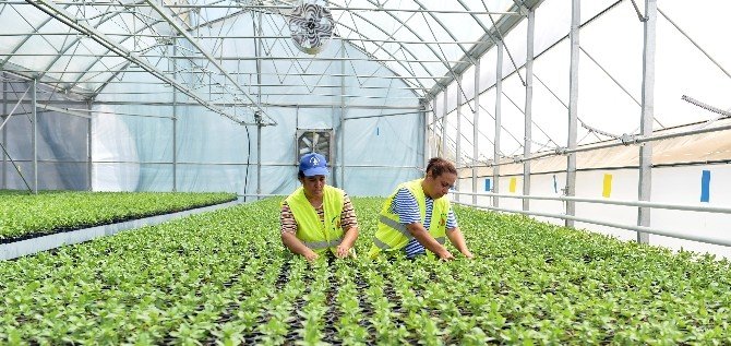 Muratpaşa Belediyesi 30 Bin Çiçek Fidesi Dağıtacak
