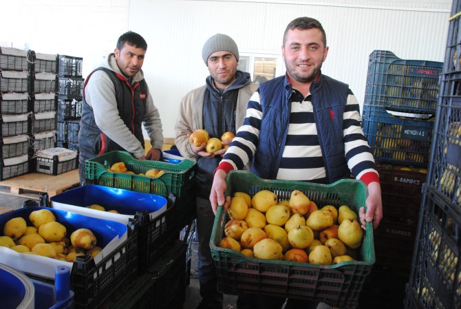 Rusya krizi soğuk hava depolarında bekleyen meyve fiyatını yarıya düşürdü