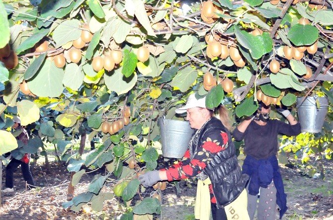 Kivi Üreticileri Yalov’da Arazi Bulamıyor