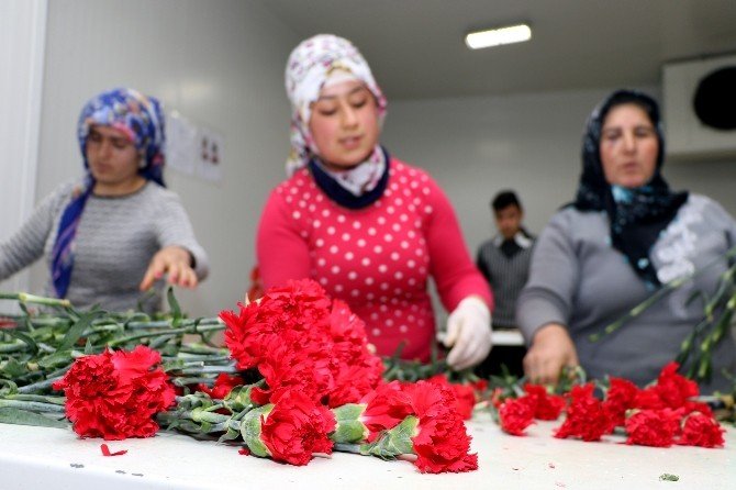 Avrupalı Sevgililere 30 Milyon Dal Türk Çiçeği