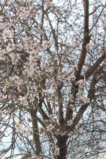 Aydın’da Baharın Müjdecisi Bademler Çiçek Açtı