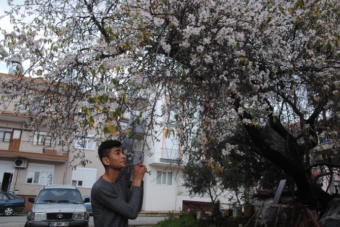 Manavgat'ta badem ağaçları çiçek açtı