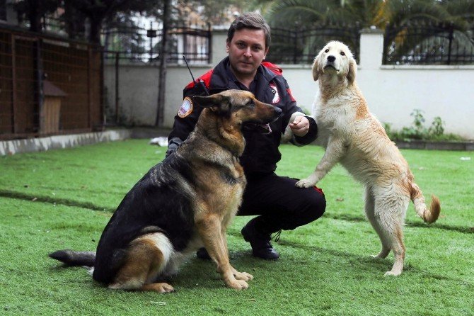 Maltepe’de Sokak Köpekleri Eğitilerek, Arama Kurtarma Çalışmalarında Görevlendiriliyor