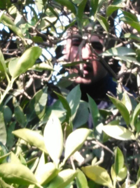 Patlayıcı Madde Hazırlayan Zanlı Ağaç Üzerinde Yakalandı