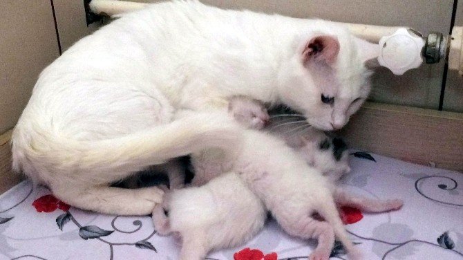2016’nın İlk Yavru Van Kedileri Dünyaya Geldi