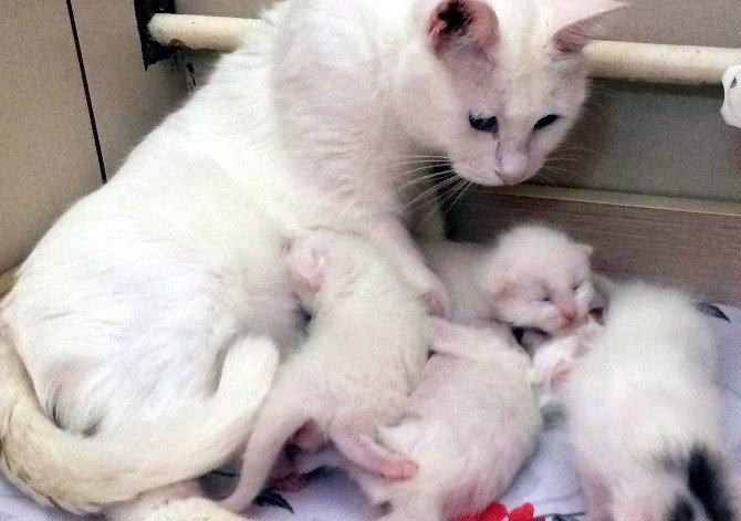 2016’nın İlk Yavru Van Kedileri Dünyaya Geldi
