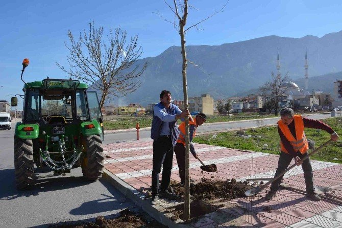 Şehzadeler Belediyesi’nden Ağaçlandırma Seferberliği