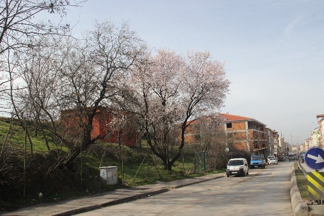 Edirne’de Ağaçlar Yalancı Bahara Aldandı