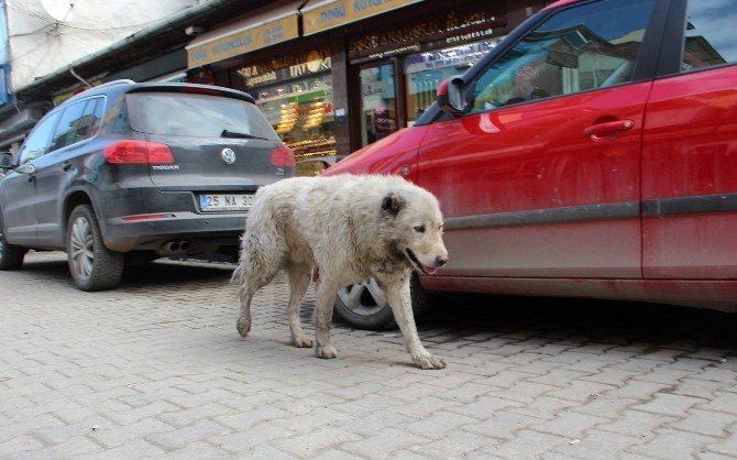 Oltu’da Sokak Köpekleri Korku Saçıyor