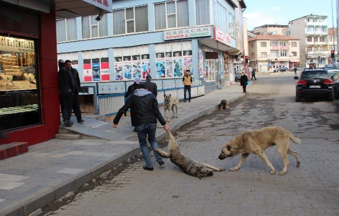 Oltu’da Sokak Köpekleri Korku Saçıyor
