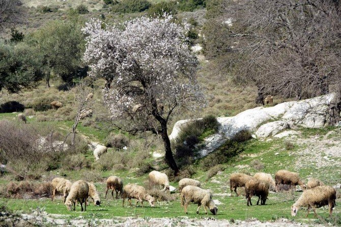İzmir’de Yalancı Bahara Aldanan Ağaçlar Çiçek Açtı