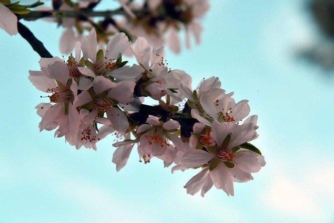 İzmir’de Yalancı Bahara Aldanan Ağaçlar Çiçek Açtı