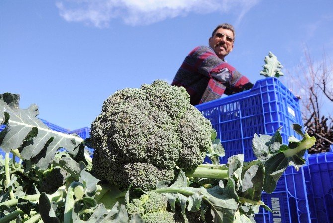 Alternatif Sebzenin Sultanı Brokoli