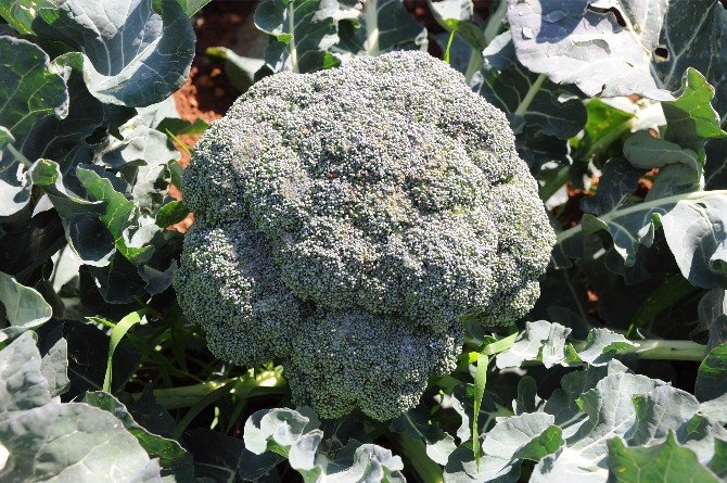 Alternatif Sebzenin Sultanı Brokoli
