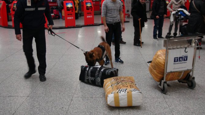 Bomba dedektörü köpekler havalimanında iş başında