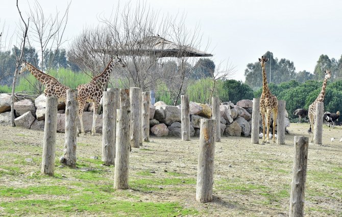 İzmir Doğal Yaşam Parkı'nın 'altın kızları' zürafalar dört tane oldu