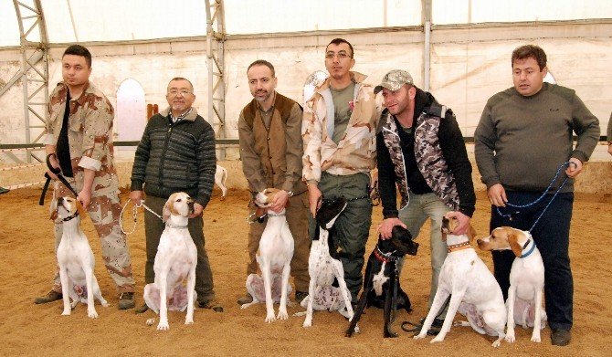 Gaziantep’te Köpek Güzellik Yarışması