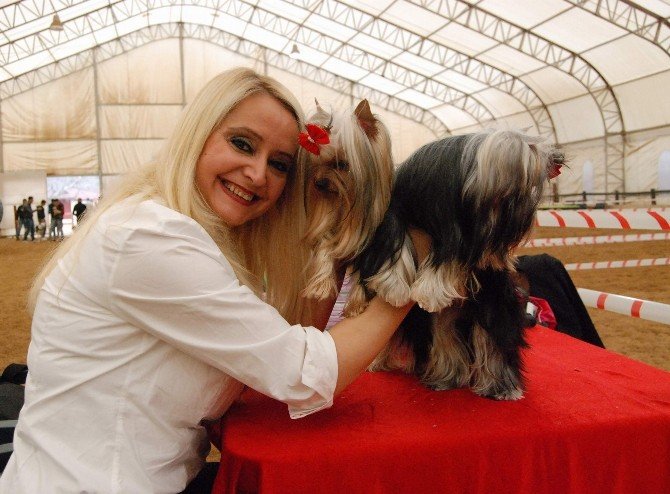 Gaziantep’te Köpek Güzellik Yarışması
