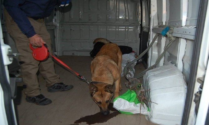 Polis Bomba Dedektör Köpekleriyle Feribot İskelesine Gelen Araçları Kontrol Etti