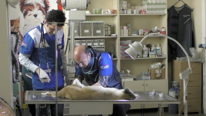 Iğdır’da kazada yaralanan köpek Tatvan’da tedavi altına alındı