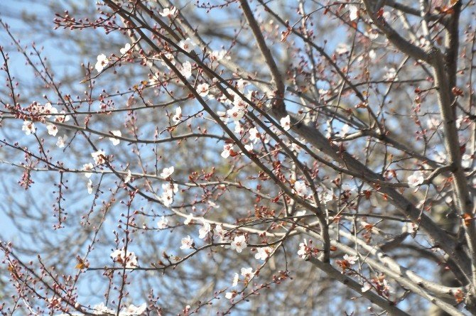 Sakarya’da Ağaçlar Şubat Ayında Çiçek Açtı