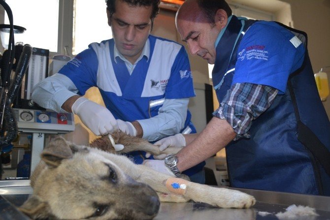 Kazada Yaralanan Köpek Tatvan’da Yoğun Bakıma Alındı