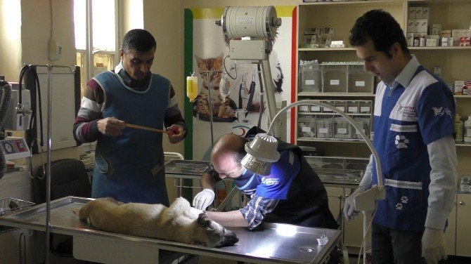 Kazada Yaralanan Köpek Tatvan’da Yoğun Bakıma Alındı