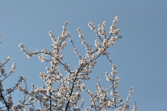 Sakarya’da Ağaçlar Şubat Ayında Çiçek Açtı