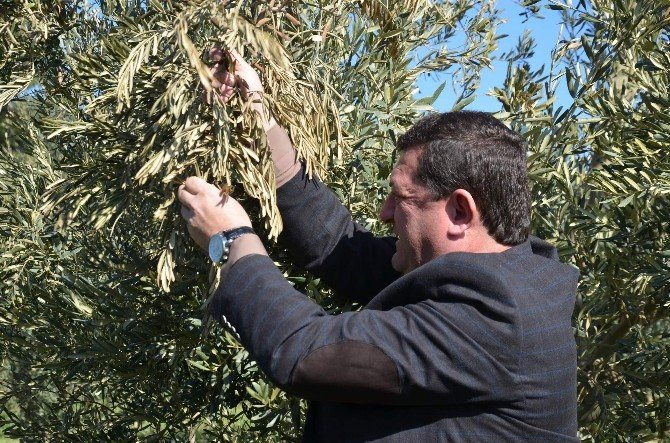 Bursa Eksi 17 Dereceyi Gördü, Zeytin Ve Meyve Ağaçları Yandı