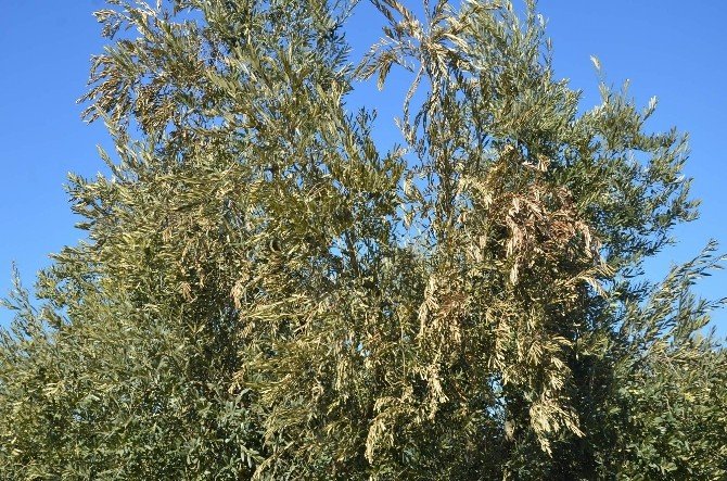Bursa Eksi 17 Dereceyi Gördü, Zeytin Ve Meyve Ağaçları Yandı