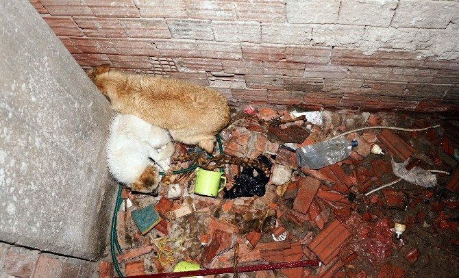 Havalandırma Boşluğuna Düşen İki Köpeği İtfaiye Ekipleri Kurtardı