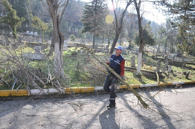 Mezarlıkta Ağaç Budama Çalışmaları Başlatıldı
