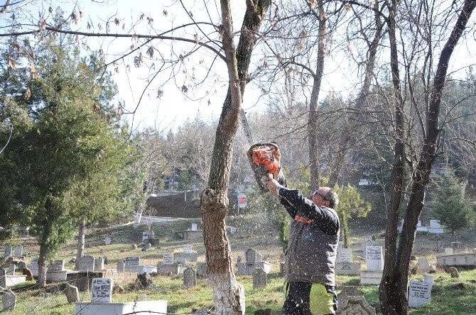 Mezarlıkta Ağaç Budama Çalışmaları Başlatıldı