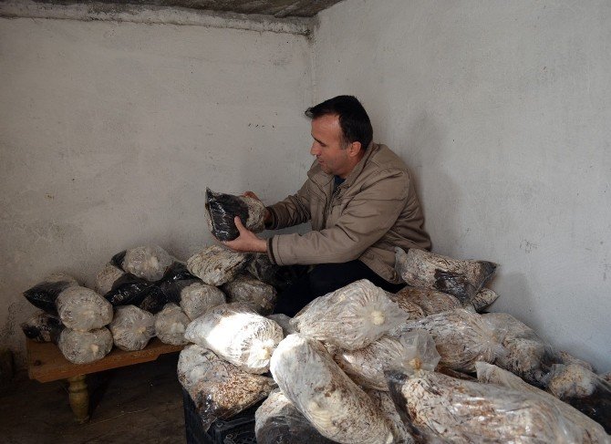 Evinin Odasında Klonlanmış Mantar Yetiştirdi