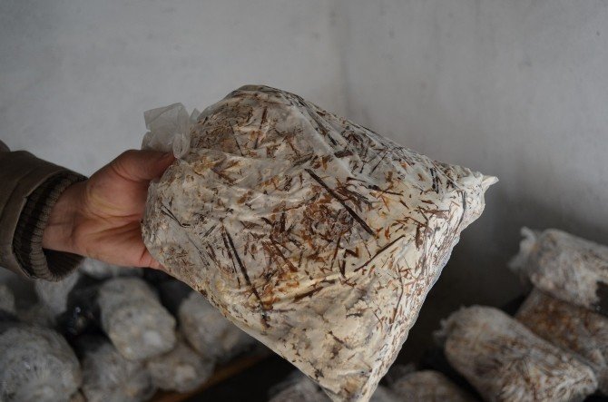 Evinin Odasında Klonlanmış Mantar Yetiştirdi