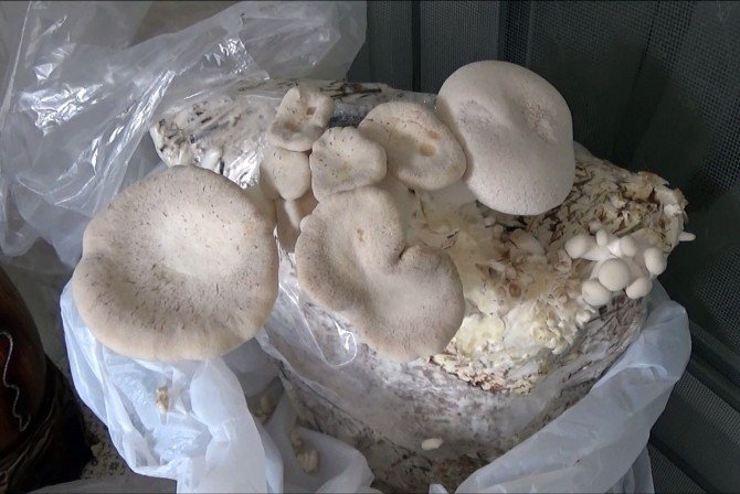 Evinin Odasında Klonlanmış Mantar Yetiştirdi