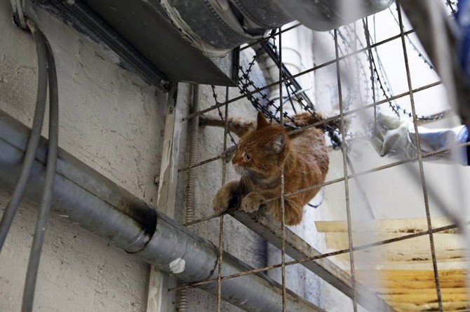 Dikenli Tellere Takılan Kedi İtfaiye Ekiplerince Kurtarıldı
