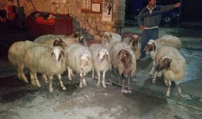 Tarsus’ta Çalınan Koyunlar Bulundu