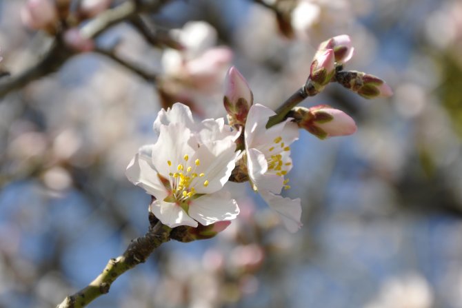Amasya’da badem ağaçları çiçek açtı