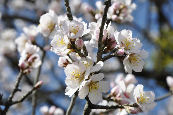 Amasya’da badem ağaçları çiçek açtı