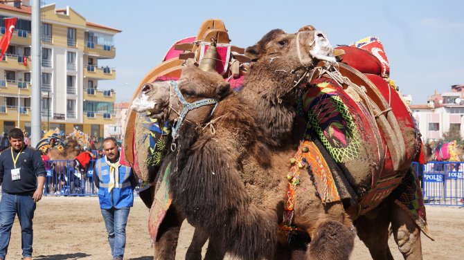 43 yıl sonra develer Denizlispor için güreşti