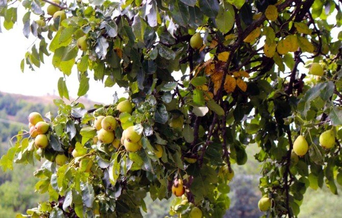 Posof Armudu: Doğal Antibiyotik